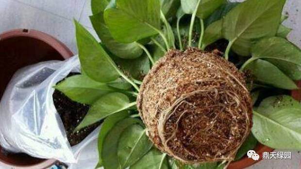 为何要对盆栽进行换盆、换土?