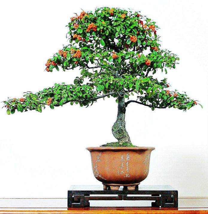 学会盆栽换土 不怕植物不开花 烂根问题也会远离