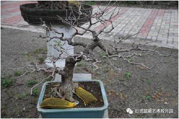 春季盆景的换土时候和技巧