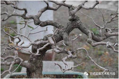 春季盆景的换土时候和技巧