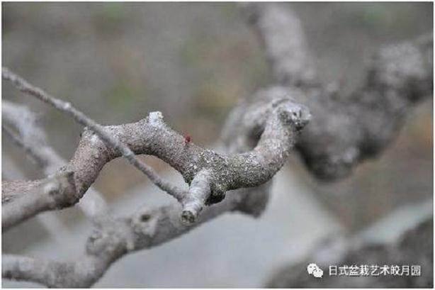 春季盆景的换土时候和技巧