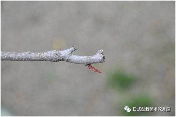 春季盆景的换土时候和技巧