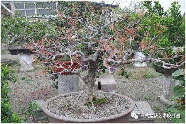 春季盆景的换土时候和技巧
