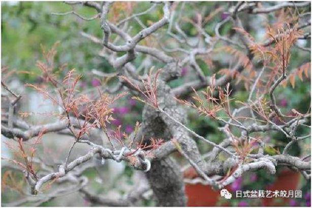 春季盆景的换土时候和技巧