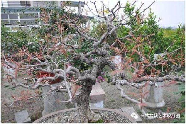 春季盆景的换土时候和技巧