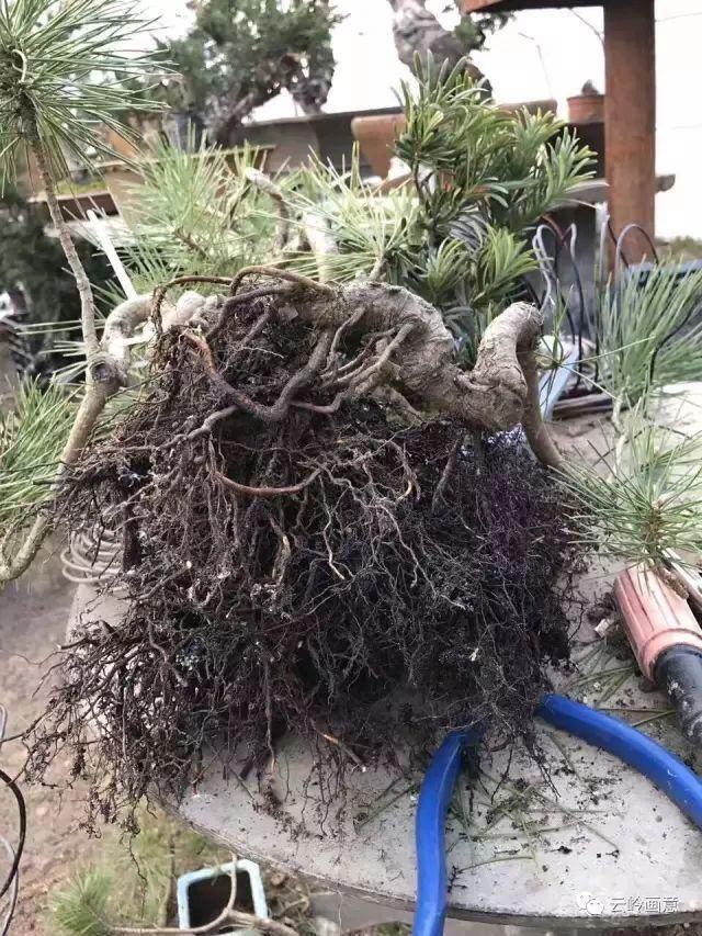松树盆景全祼根换土换盆的本钱