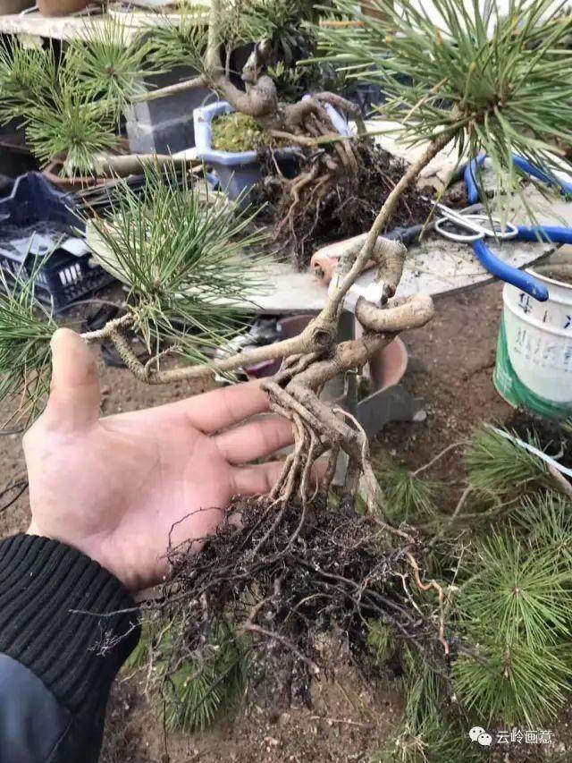 图解 松树盆景怎么全祼根换土换盆的方法