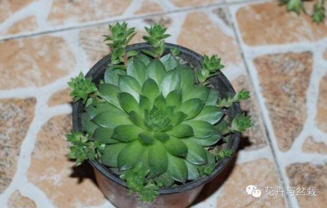 观音莲多肉换盆换土的简单攻略