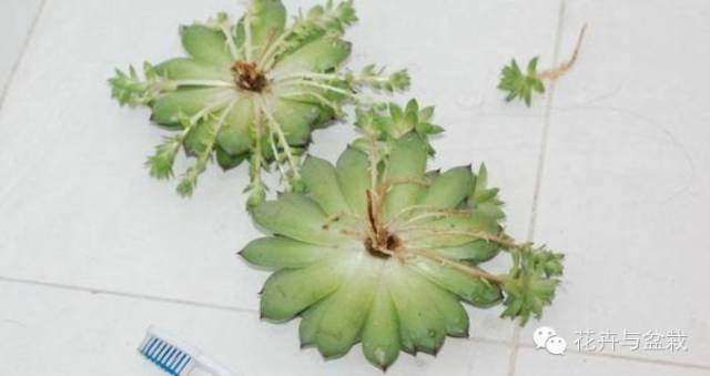 观音莲多肉怎么换盆换土的简单攻略