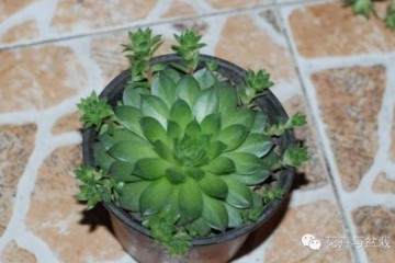 观音莲多肉怎么换盆换土的简单攻略