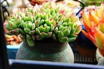 为什么多肉别换土了 来点实际的图片