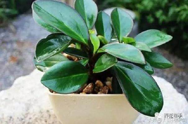 盆栽板结严重 只需一招 不用换土就能解决盆土板结