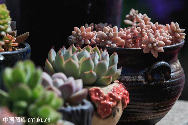 多肉换盆移植的6个步骤