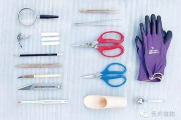 多肉换盆换土时好用的辅助工具 图片