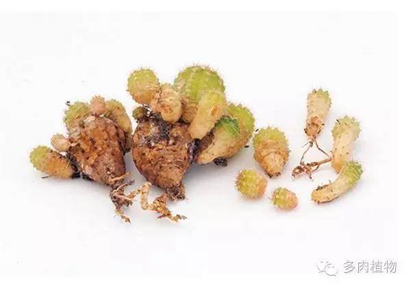 多肉植物该换盆了 换盆换土有适当时间