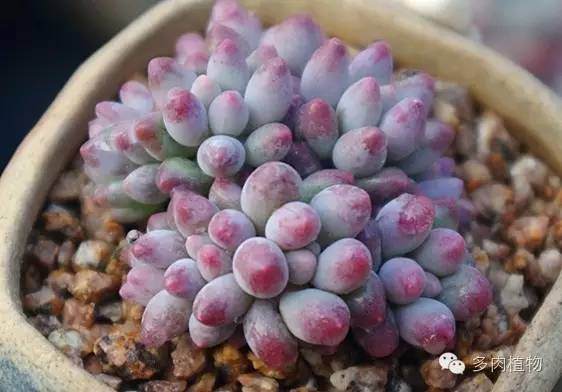 多肉植物该换盆了 换盆换土有适当时间