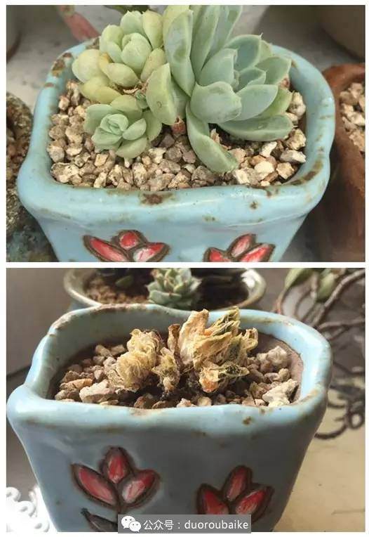 死伤十几盆多肉的教训总结:关于换土修根