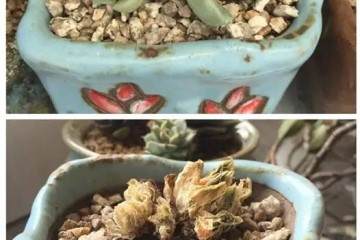 死伤十几盆多肉的教训总结 关于换土修根