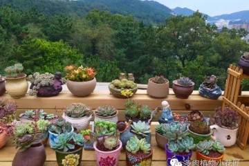 在多肉换盆移盆的过程中 还请大家注意