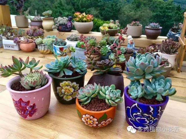 多肉植物什么时候需要换土 图片