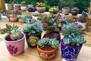 多肉植物什么时候需要换土 图片