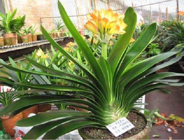 君子兰换土时应注意的问题?