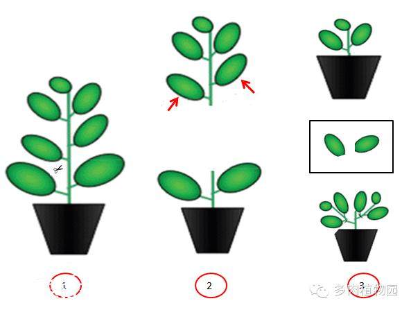 春季到了 需要给多肉换土的小伙伴快动手吧。
