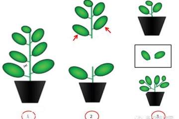 春季到了 需要给多肉换土的小伙伴快动手吧