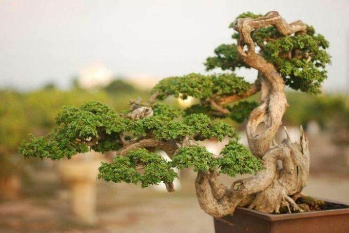 一次性盆景换土法的理论根据与可行性论证