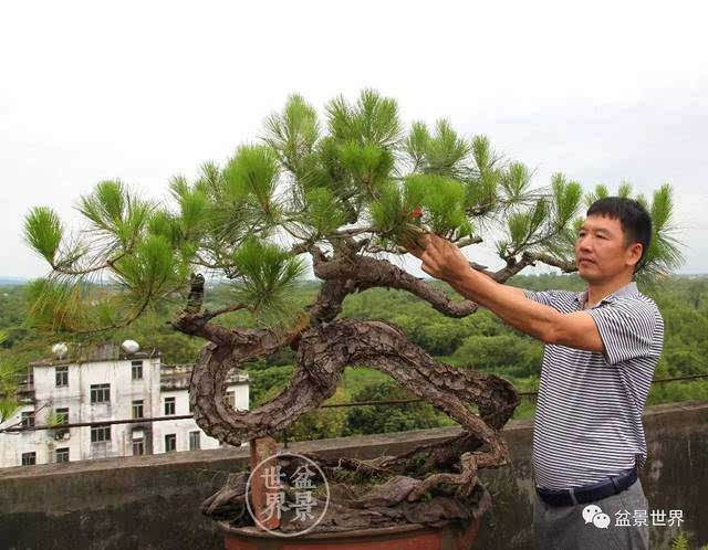 山松盆景的新树桩换土法