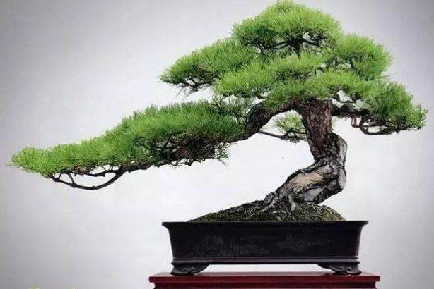 山松盆景的新树桩换土法