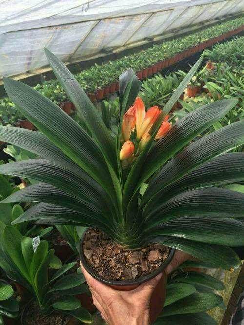 君子兰换土的最佳时机和方法