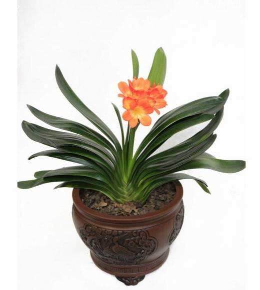 兰花在发芽期间是否可以换土?