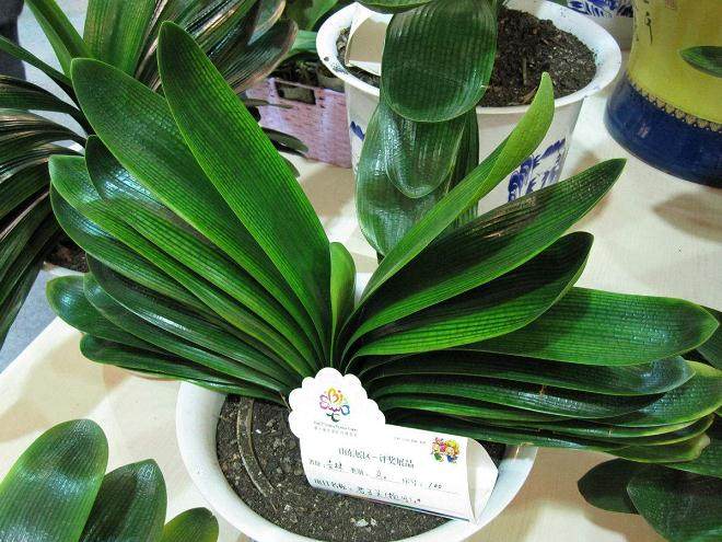 不能不知道的君子兰换土方法