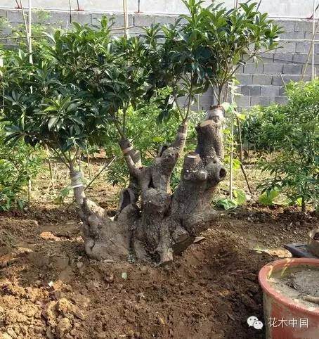 如何给盆栽换盆换土?盆栽换盆的重要性