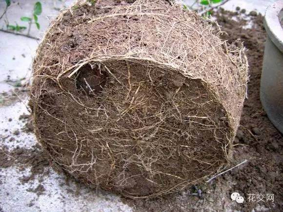 盆栽为什么要翻盆换土?