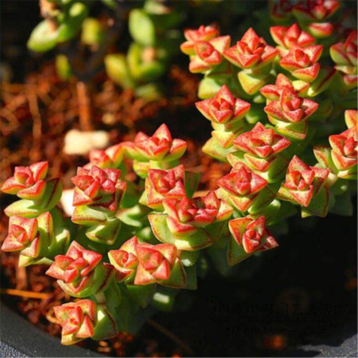 多肉植物养护全攻略 换盆换土正当时