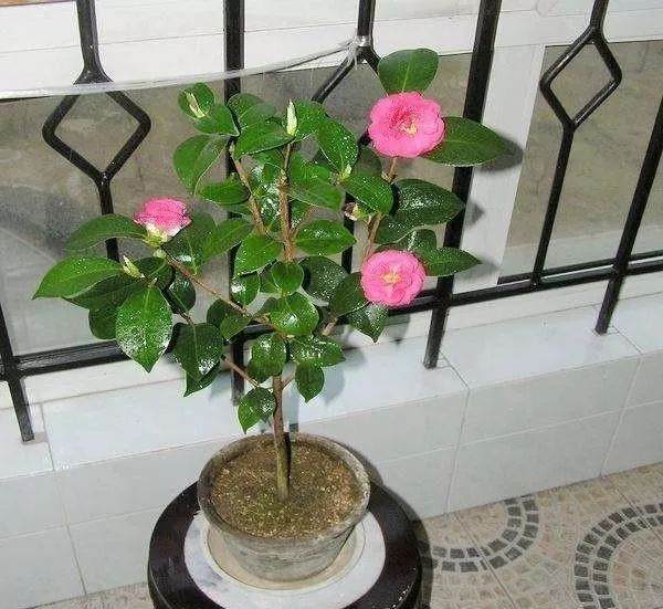 茶花换盆需要注意些什么?