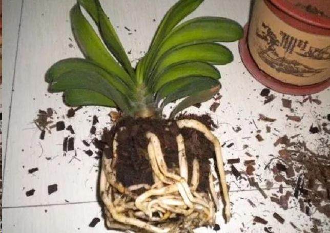  给花换盆竟然不懂这6点？难怪你的花一换盆就黄叶枯萎