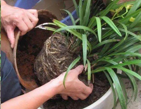  给花换盆竟然不懂这6点？难怪你的花一换盆就黄叶枯萎
