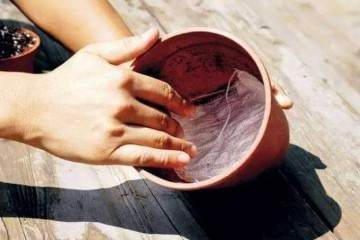 多肉换盆时多一步 10年不烂根 叶片绿油油