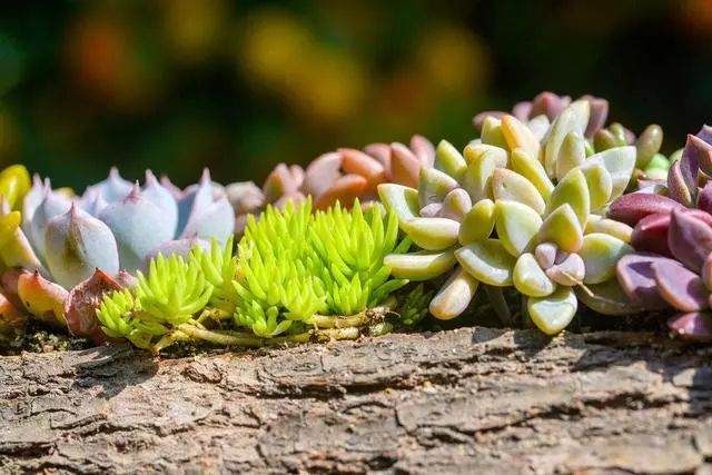 给多肉换盆 犯了这7个错误 立马死完！