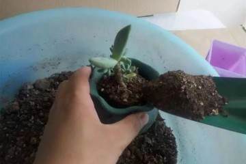 给多肉换盆没忍住 一瓢水惹的祸 图片