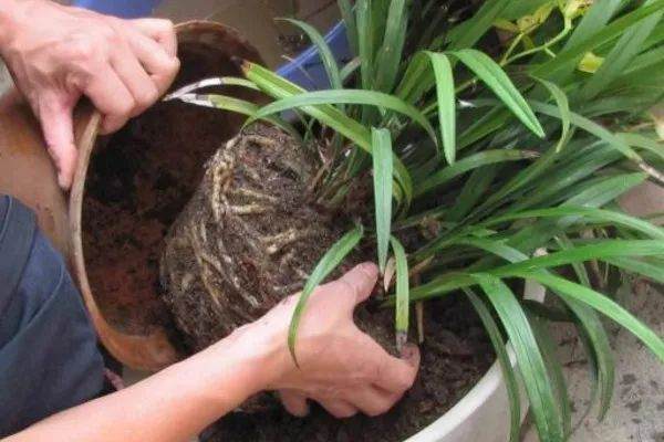 养花怎么换盆土?花盆倒立拍一拍