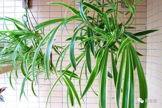 换盆后的吊兰 叶片发黄 要怎么解决呢?