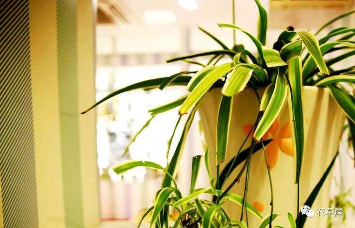 换盆后的吊兰 叶片发黄 要怎么解决呢?