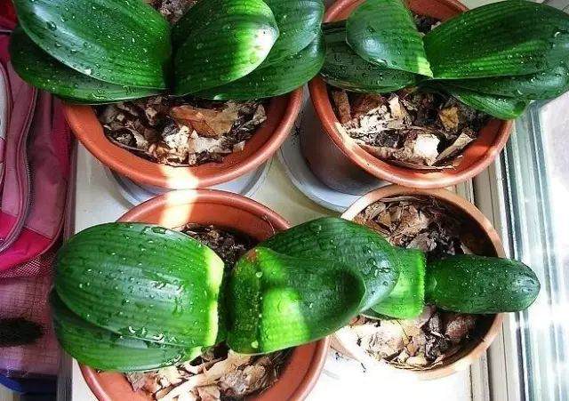 为什么花卉一换盆 没过多久就死了呢？