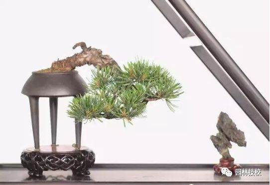 微型盆景的换盆技巧