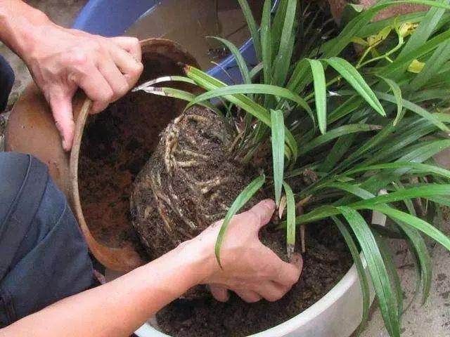 养花换盆少做这一步 等于白换了!