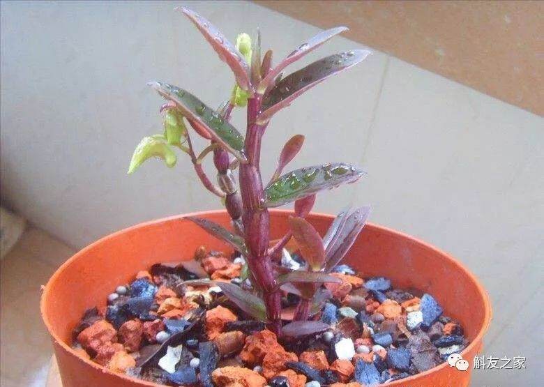 换盆后石斛容易枯萎？注意这几点就好了！